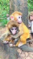 Yada made trouble later#monkey#cute#pet#animal#fyp