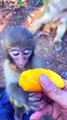 Xiaozhen Pearl Eats Mango#monkey#cute#pet#animal#fyp