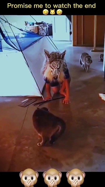 - - funny.animals