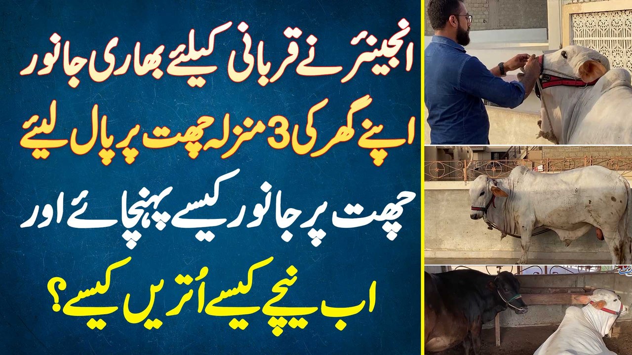 Engineer Ne Qurbani Ke Lie Bhari Janwar Ghar Ki Chhat Par Paal Lie - Ab Janwar Kaise Niche Utare Ge?