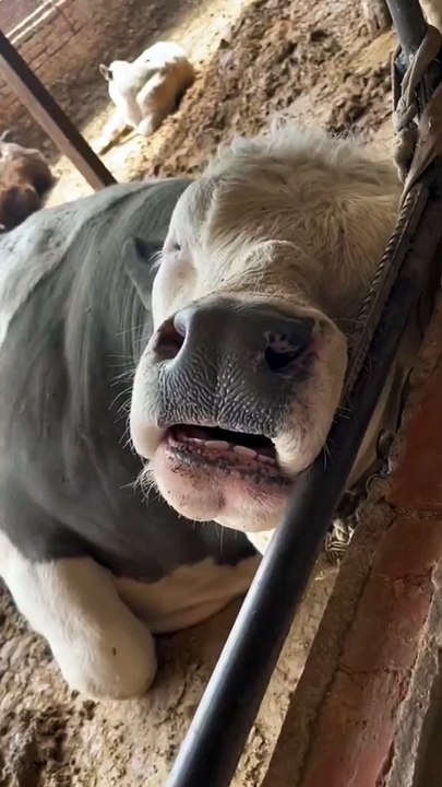 Sapi tidur