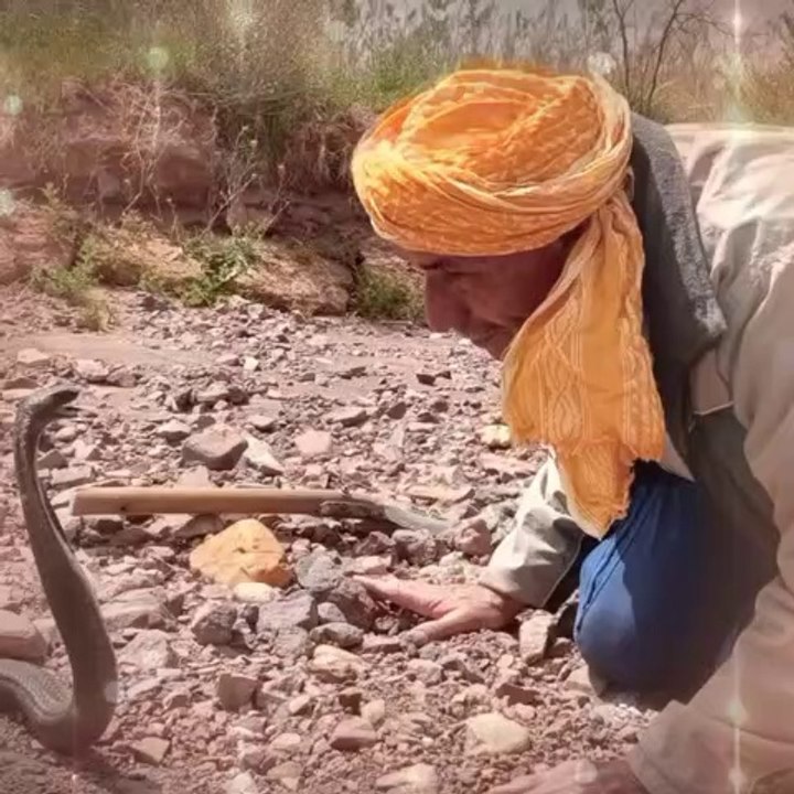 مواجهه خطيره مع الكوبرا لم تراها من قبل