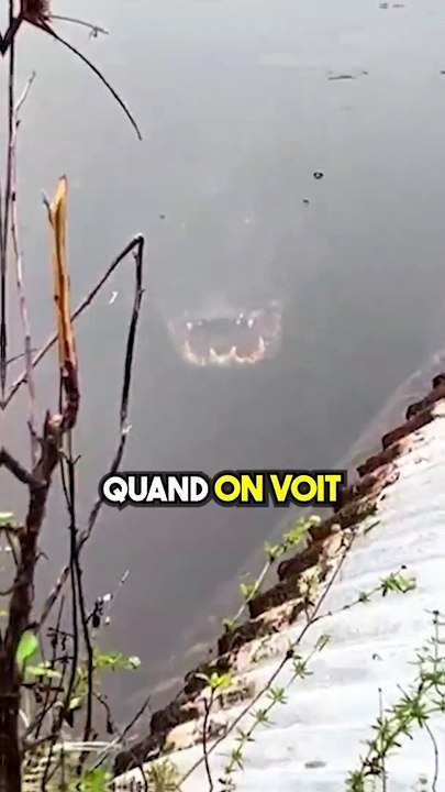 Un crocodile sous l'eau ça donne quoi ?