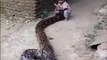 Cette fillette joue avec un énorme serpent... même pas peur du python