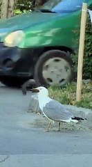Un goéland gourmand gobe un écureuil