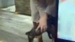 Playful Frenchie Puppy Leaps Into His Owner's Arms