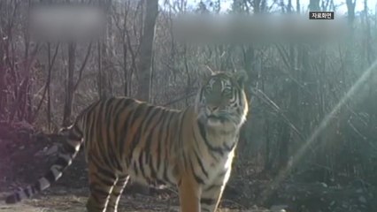 중국서 백두산 호랑이 4마리 떼 지어 출몰..."어미와 새끼들" / YTN
