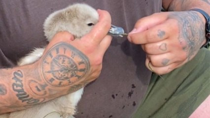 Empathetic dad wins hearts by rescuing a baby swan that was choking on weed