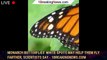 Monarch butterflies' white spots may help them fly farther, scientists say - 1BREAKINGNEWS.COM