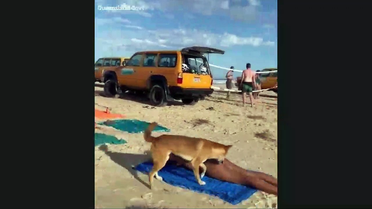 Les durs moments de la bronzette ! attaqué par un chien sauvage