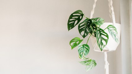 10 Mistakes Almost Everyone Makes With Their House Plants