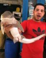 زغاليل القرش تظهر في سوق السمك بالدقهلية.. وصاحب محل- جبتها من البرج