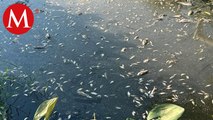 Mueren miles de peces en Veracruz, por las altas temperaturas