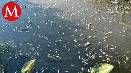 Mueren miles de peces en Veracruz, por las altas temperaturas