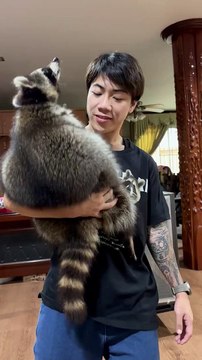Guy Cuddles Big Adorable Raccoon