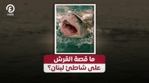 ما قصة القرش على شاطئ لبنان؟