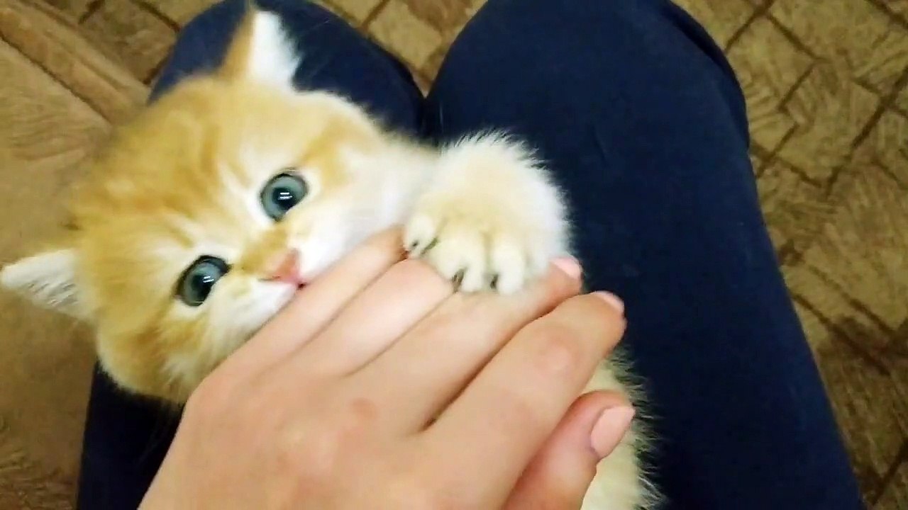 Little Lion  British Shorthair. Game time _ So cute