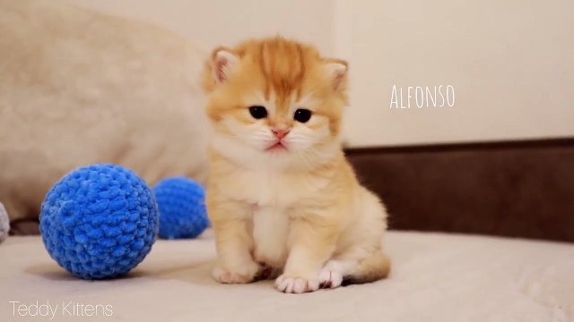 Who will WIN this Battle_ British Shorthair kittens _ Too funny _ Compilation