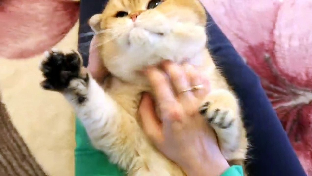 SPA Relaxing massage For the BIG Golden CAT. Funny