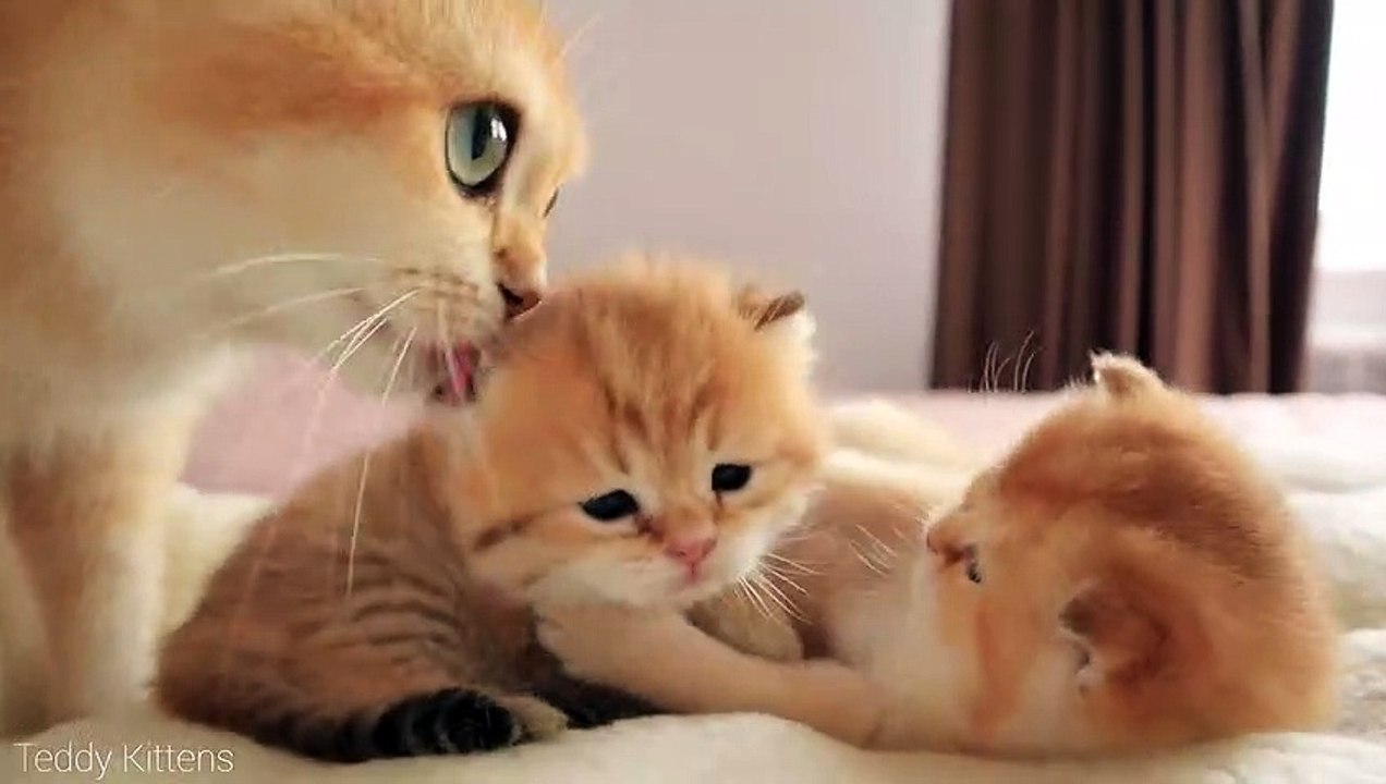 Who will WIN this Battle_  Cute baby kittens Muffin and Snickers