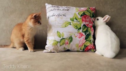 What is it_!  Kittens Artist and Arnold want to be friends with a fluffy eared cloud.☁️