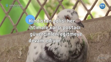 Hindistan polisi her ihtimale karşı postacı güvercinleri eğitmeye devam ediyor