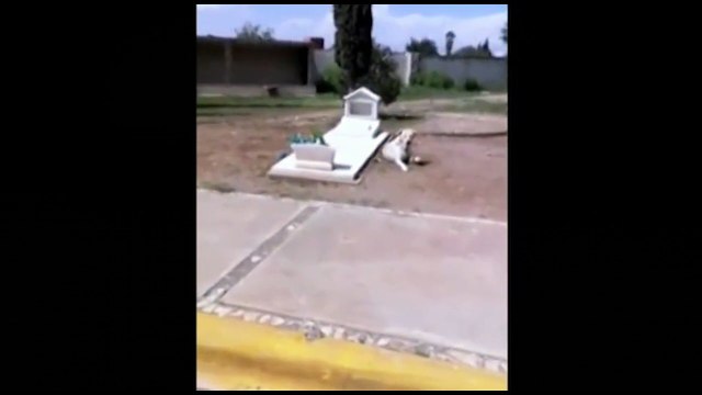 Cachorro comove internautas ao negar abandonar túmulo de tutor