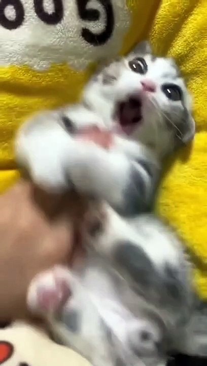 Funny cats #01