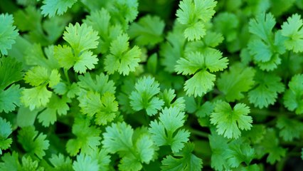 How To Store Cilantro