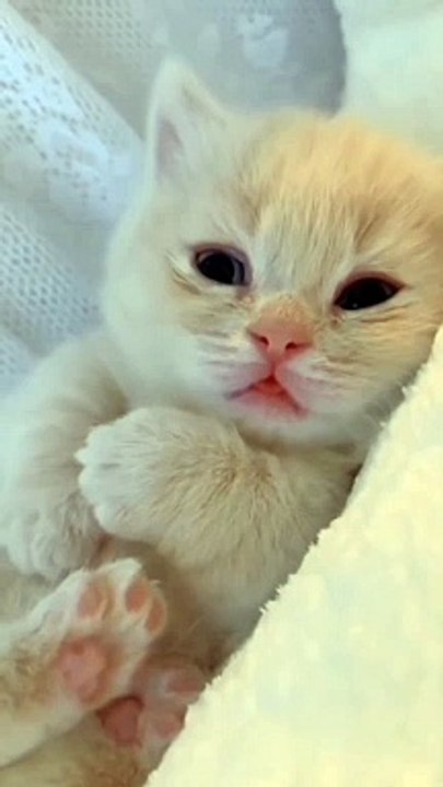 Cute kitten