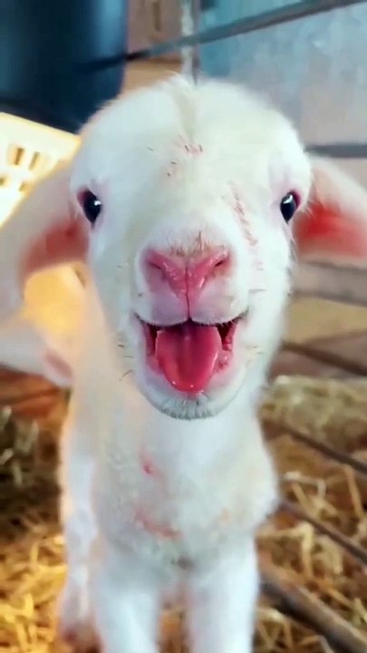 cute goat 