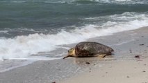 Dos tortugas bobas afectadas por la marea roja son liberadas en aguas de Florida