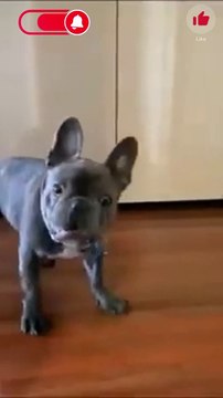 Popular Cute Animals Funny Videos | #funny #funnyvideo #cat #dog #funnyvideos #animals #trending