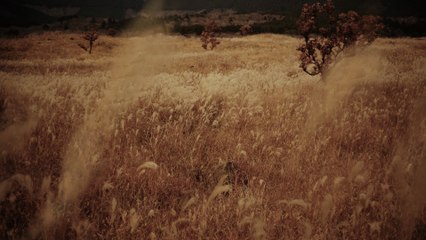 Akira Kosemura - Gentle Voice (Visualizer)