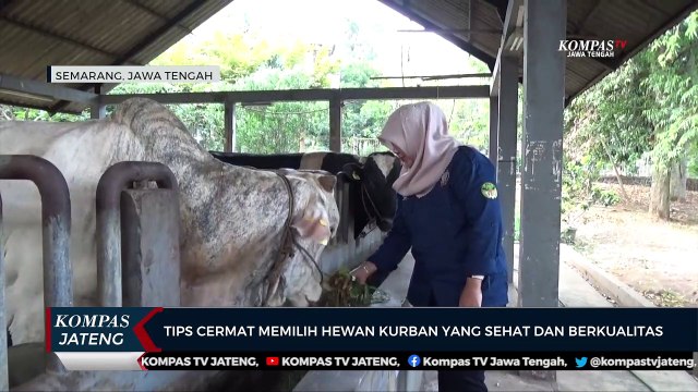 Tips Cermat Memilih Hewan Kurban yang Sehat dan Berkualitas