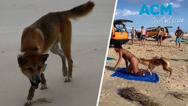 Dingo attacks: warning issued after spate of incidents on K’gari (Fraser Island)