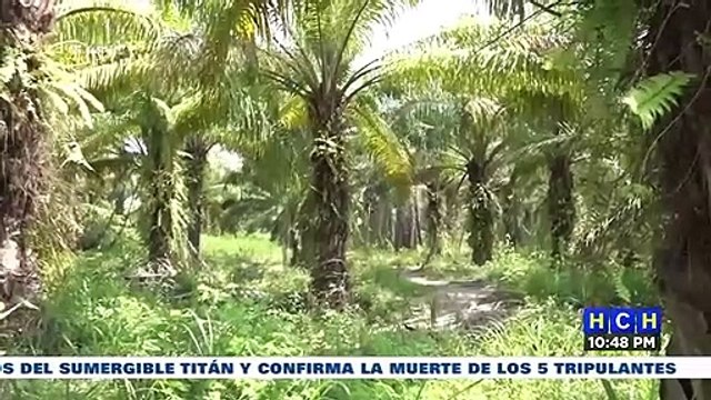 ¡Plantón! Trabajadores de fincas invadidas en El Progreso exigen intervención porque están quedando sin chamba