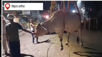 BREAKING: नालंदा में स्मार्ट सिटी को लेकर खोदे गए गड्ढे में मवेशी गिरकर हुई जख्मी