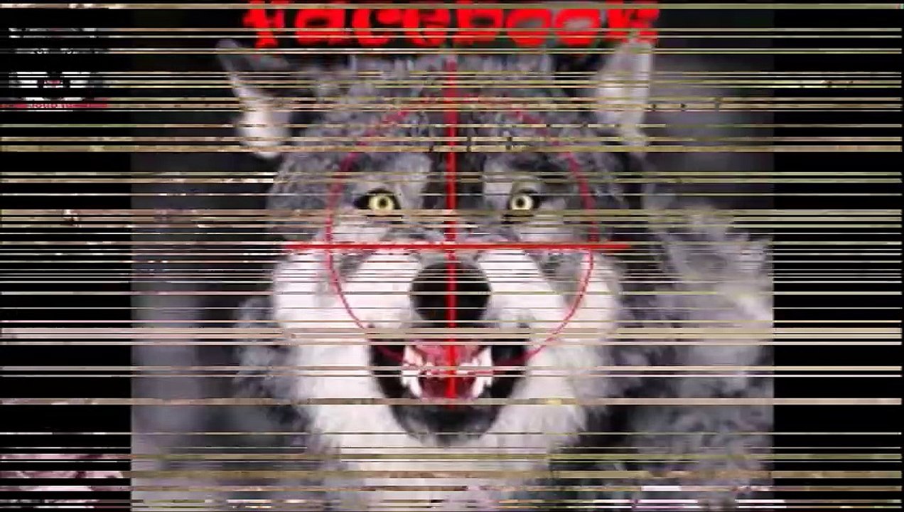 Attaque des loups en plein jour