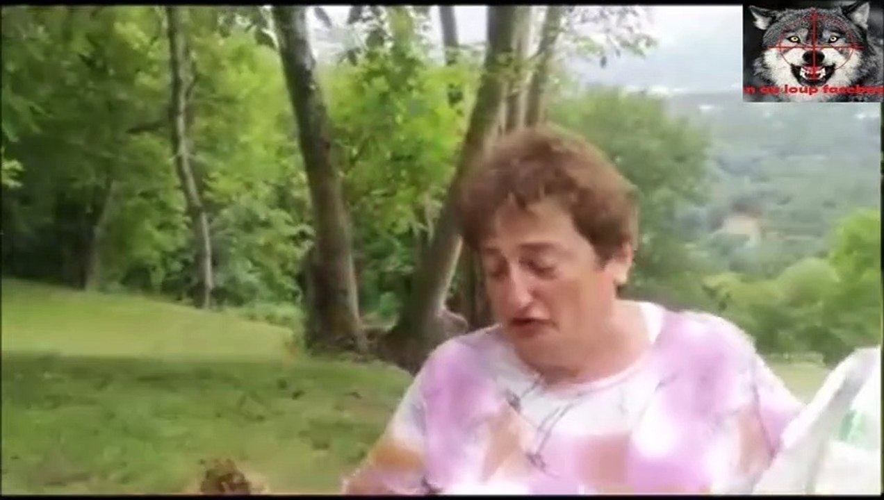 attaque du loup sur leur troupeau