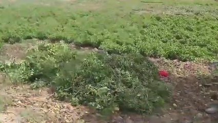 बक्सर: पिपरमेंट मेंथा की खेती कर किसान अपनी आय कर रहे हैं दुगनी, देखिए ये खास रिपोर्ट