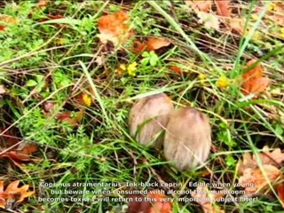 Coprinus atramentarius. Champimaginatis. English Text