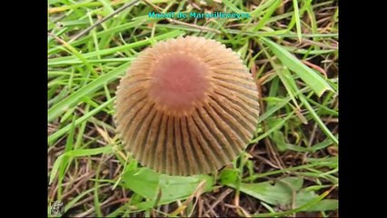Coprinus leiocephalus. Champimaginatis. English Text