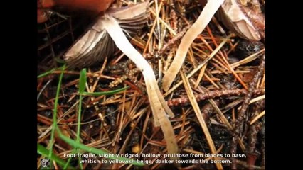 Conocybe rickeniana. Champimaginatis. English Text