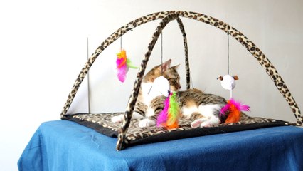 Due to the Heat, Cat Refuses to Play (3)