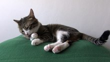 Funny Cat Systematically Cleans His Tiny Pink Paw Beans (3)