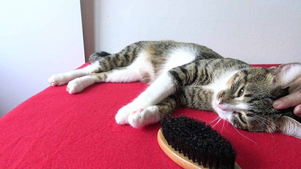 It Is Brushing Time for the Cat (5)