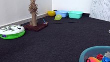 Cat Is in His Playing Corner (3)