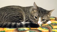 Quiet Cat with Large Eyes