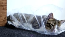 The Cat and His Package (5)